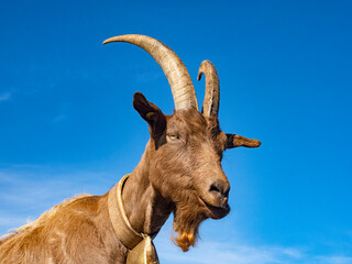 Wall Mural - Close-up of a Goat in the alps