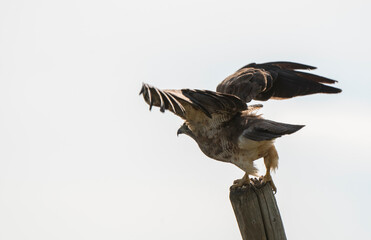 Sticker - Swainson Hawk Prairie