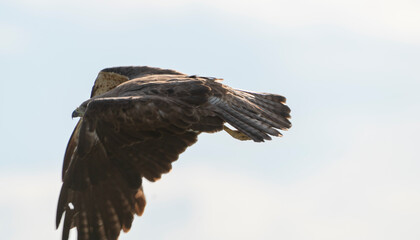 Sticker - Swainson Hawk Prairie