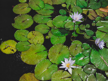Top View Of A Pond Full Of Beautiful Vibrant Water Lily Flowers Surrounded By Leaves