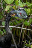 Fototapeta Zwierzęta - Anhinga catches a fish and.kills it.