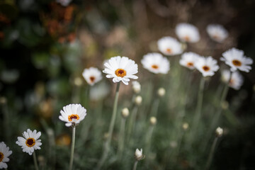 Wall Mural - White flowers