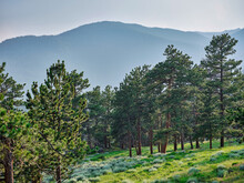 Meadows On A Hillside In Rocky Mountain National Park Colorado