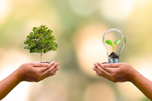 Human Hand Planted Trees And Small Trees Growing In Light Bulbs On Human Hands To Conserve Earth Day Environmental Conservation Concept
