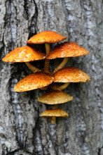 Golden Scalycap (Pholiota Aurivella) Mushrooms Grow On A Dead Tree Near Reflections Lake, Alaska.