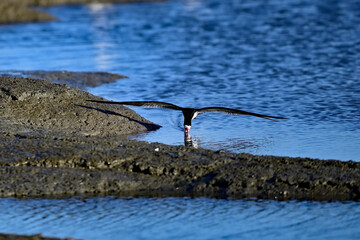 Poster - Black Skimmer - Rynchops niger