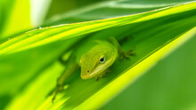 Green Lizard On A Leaf