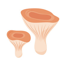 Saffron Cap Mushroom In Flat Style. Hand Drawn Vector Illustration Of Edible Wild Forest Mushroom. Autumn Symbol, Organic Food Icon. Isolated Element For Design