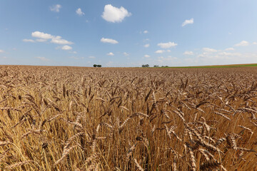 Sticker - Wheat ears ripen in the field against a cloudy sky on a sunny day