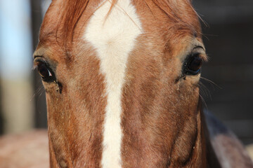 Sticker - Closeup of a partially seen brown and white horse face with eyes