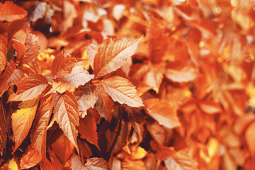 Wall Mural - Fall banner. Beautiful autumn yellow and golden red foliage in golden sun. Falling leaves natural background landscape. copy space, selective focus. Full frame