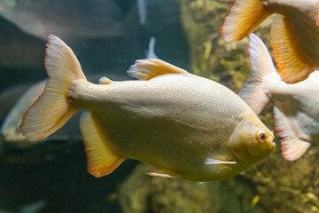 Wall Mural - Bloodthirsty albino white piranha fish in a closed aquarium. The concept of small control over the breeding of animals dangerous to humans.