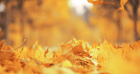 Wall Mural - Fall banner. Beautiful autumn yellow and red foliage in golden sun. Falling leaves natural background landscape. copy space, selective focus. Full frame
