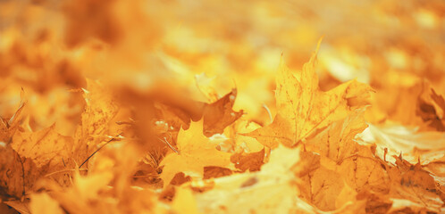 Wall Mural - Fall banner. Beautiful autumn yellow and red foliage in golden sun. Falling leaves natural background landscape. copy space, selective focus. Full frame