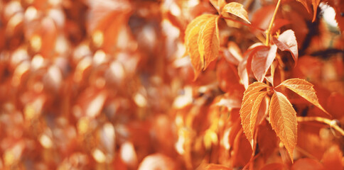 Wall Mural - Fall banner. Beautiful autumn yellow and golden red foliage in golden sun. Falling leaves natural background landscape. copy space, selective focus. Full frame banner