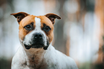 Poster - Staffordshire bull terrier in action photography outside.	
