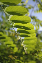 Wall Mural - Green leaves background