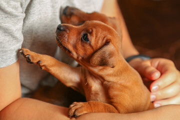 Canvas Print - Puppies in the hands of a girl.