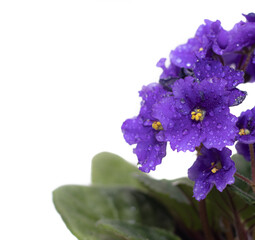 Wall Mural - Violet flowers on a white background . A houseplant. A flower with water drops. An isolated flower.