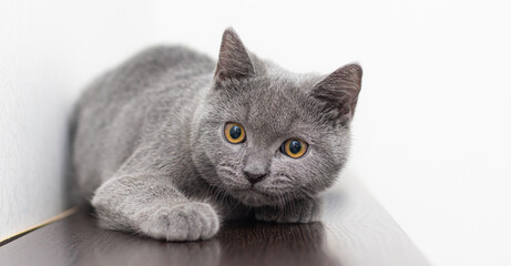 Wall Mural - A grey smoky furry British cat looks at the camera on a white background with space for text. The concept of Studio photography for articles and advertisements about Pets and caring