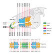 vector artwork of the permanent dentition of horses