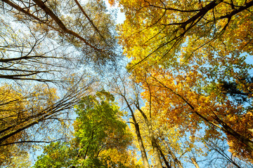 Wall Mural - perspective up view of autumn forest with bright orange and yellow leaves. dense woods with thick ca