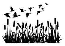Vector Silhouette Of Duck Bird Flock Flight Over Marsh Herbs Isolated On White Background. Group Of Wild Ducks And Typhaceae Marsh Herb With Leaves And Spike Flowers.