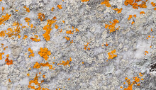 Macro Texture Of Orange Red Lichen Moss Growing On Mountain Rock.