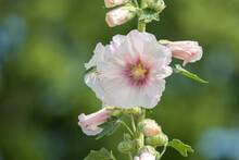 Close Up Of White Common Hollyhock (alcea Rosea) Flowers In Bloom