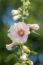 Close Up Of White Common Hollyhock (alcea Rosea) Flowers In Bloom