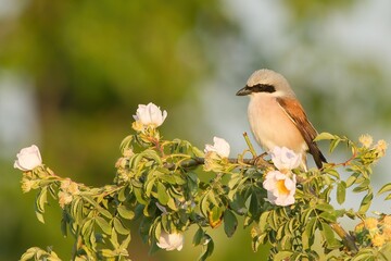 little great grey shrike, lanius excubitor, sitting on branch with blooming flowers. small bird look