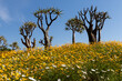 Multi-color, bright wild flowers and quiver trees of late autumn and spring  in Namaqualand, South Africa