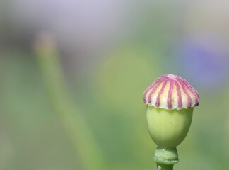 Wall Mural - A photograph of a beautiful poppy head after flowering in a natural garden