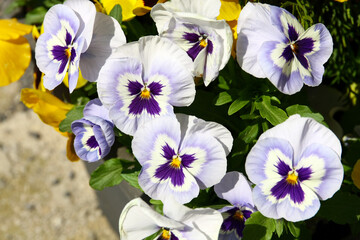 Sticker - Flowers of violet grown in front of the house.