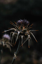 Vertical Shot Of A Dry Thistle Flower On A Blurred Background