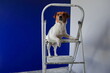 Pies na drabinie Jack Russell Terrier. Remont mieszkania, malowanie, tapetowanie, gładzenie ścian itp. 