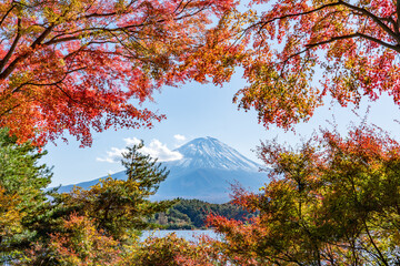 Wall Mural - mount fuji in autumn season, lake kawaguchiko, yamanashi prefecture, japan