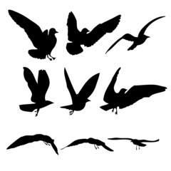 Sticker - Silhouette of flying seagulls birds on white background. Inspirational sail body flash tattoo ink of sea gulls. Vector.