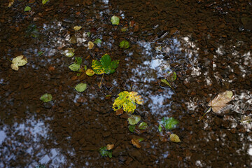 Wall Mural - Early autumn concept, green and yellow maple leaves floating on water surface in river