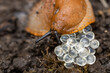 the invasive destructive snail lays eggs
