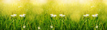 Green Grass Background And White Camomiles. Long Banner