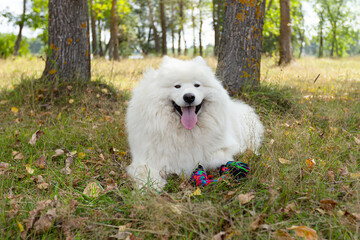  Samoyed. Fluffy white big dog in nature