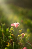 Fototapeta Tulipany - Very small flower bathed in sunset light.
