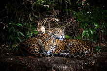 Young Jaguar Sleeps Together By The River, Pantanal Brazil  