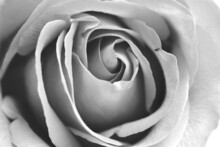 Black And White Rose Close Up