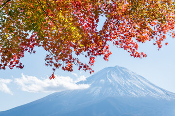 Wall Mural - mount fuji in autumn season with colorful autumn foliage