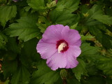 Fototapeta Kwiaty - Rose of sharon (Hibiscus syriacus) - close up of syrian ketmia flower and leaves