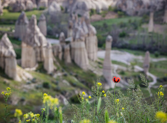 Wall Mural - poppies against the landscape of Cappadocia Turkey  