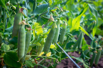 Close-up shot of many pea pods growing on a garden bed. Growing peas. Ripening peas. selective focus.