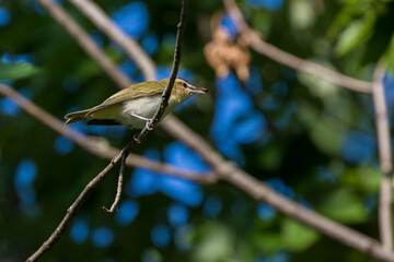 Sticker - red-eyed vireo (Vireo olivaceus) in summer